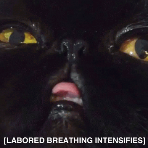 Black Cat Heavy Breathing Intensifies GIF