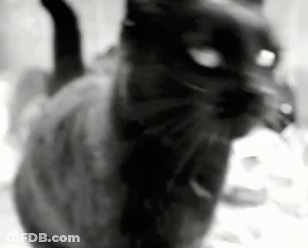Black Cat Hi Paw GIF