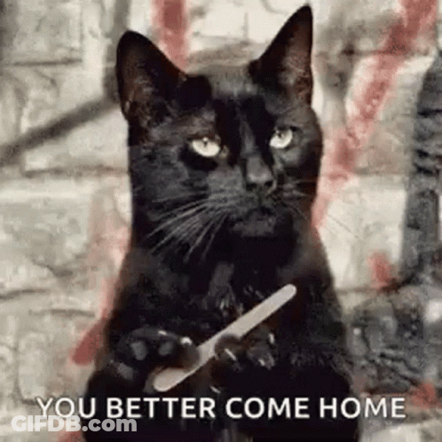 Black Cat Holding Nail File GIF