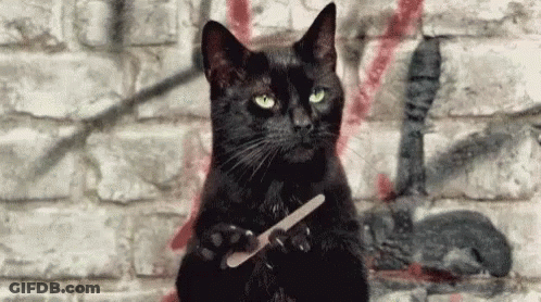 Black Cat Holding Nail File In Front Of Brick Wall GIF