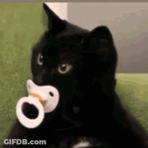 Black Cat Holding Pacifier GIF