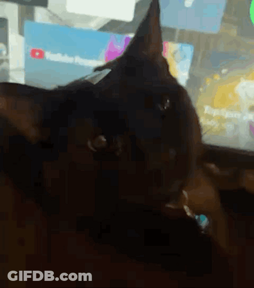 Black Cat Huh Cat Meme GIF