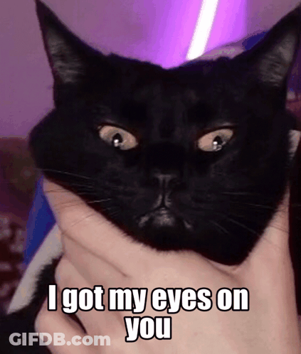 Black Cat I Got My Eyes On You GIF