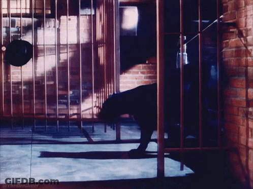 Black Cat In Cage Thriller Glitter GIF