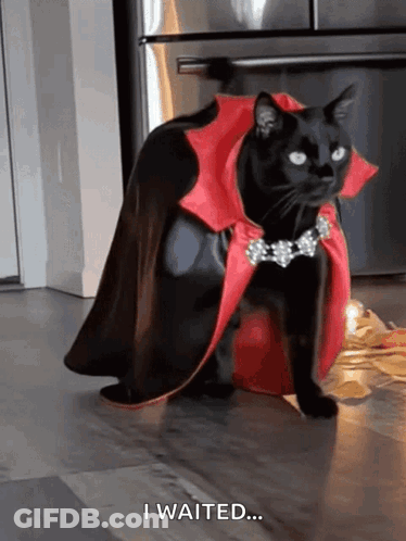 Black Cat In Cape And Necklace Saying I Waited GIF