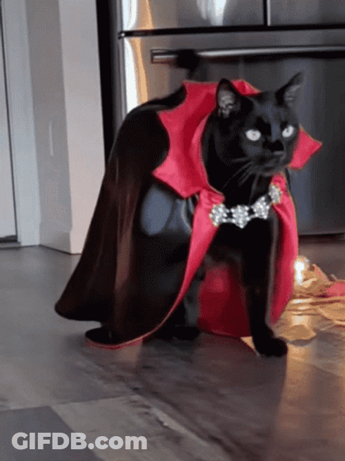Black Cat In Costume GIF