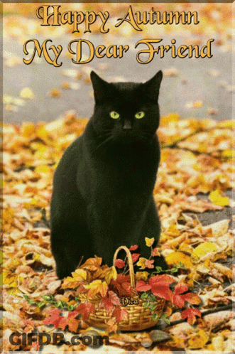 Black Cat In Leaves Happy Autumn My Dear Friend GIF