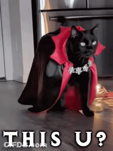 Black Cat In Red Cape And Necklace On Bucket GIF