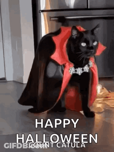 Black Cat In Red Cape And Necklace Sitting On Pumpkin GIF