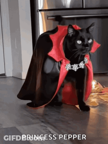 Black Cat In Red Cape Saying Princess Pepper GIF