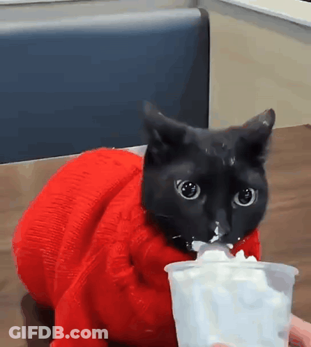 Black Cat In Red Sweater Eating Whipped Cream GIF