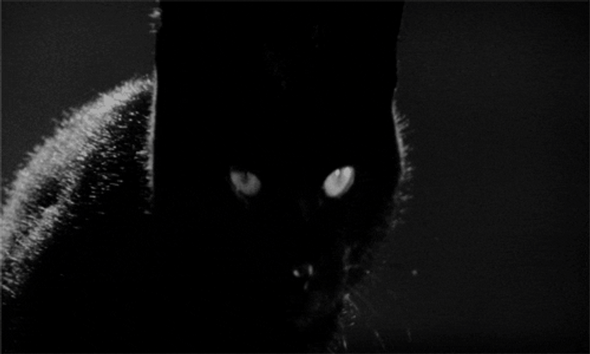 Black Cat In The Dark GIF