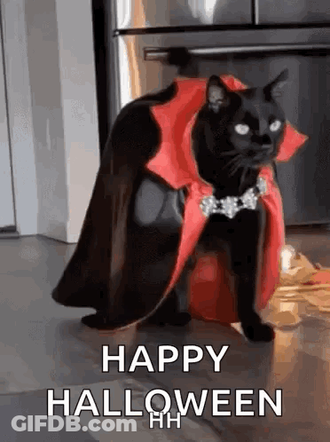 Black Cat In Vampire Costume And Cape GIF