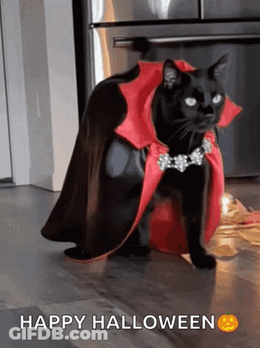 Black Cat In Vampire Costume Happy Halloween GIF