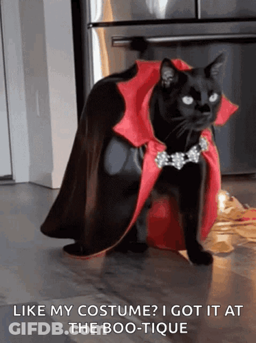 Black Cat In Vampire Costume Like My Costume I Got It At The Boo-Tique GIF