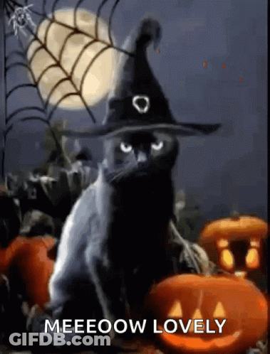 Black Cat In Witch Hat With Pumpkins And Spider Web GIF