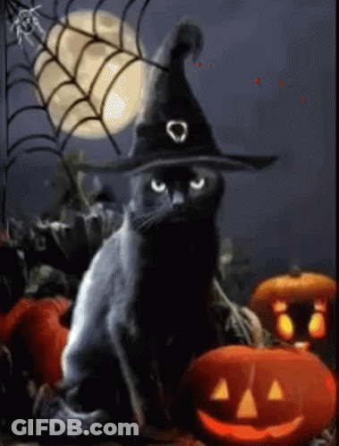 Black Cat In Witch Hat With Pumpkins And Spiders GIF