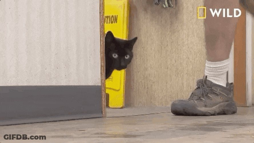 Black Cat Injured Nat Geo Wild GIF
