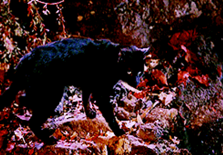 Black Cat Into The Woods GIF