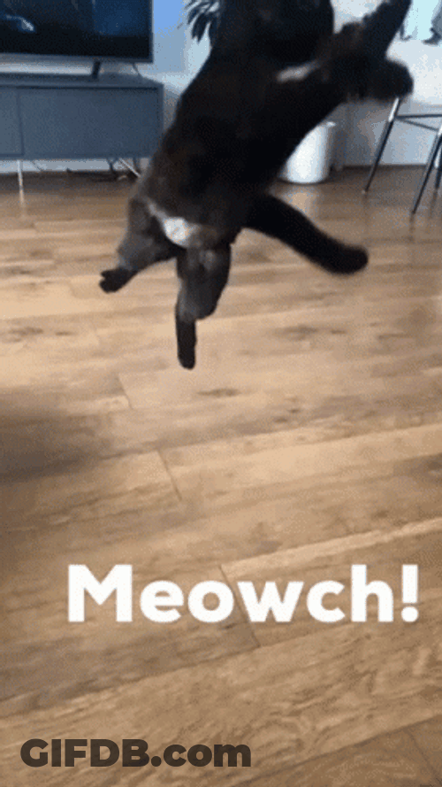 Black Cat Jumping Meowch GIF