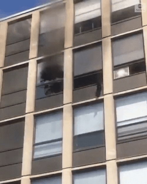 Black Cat Jumping Out Window GIF