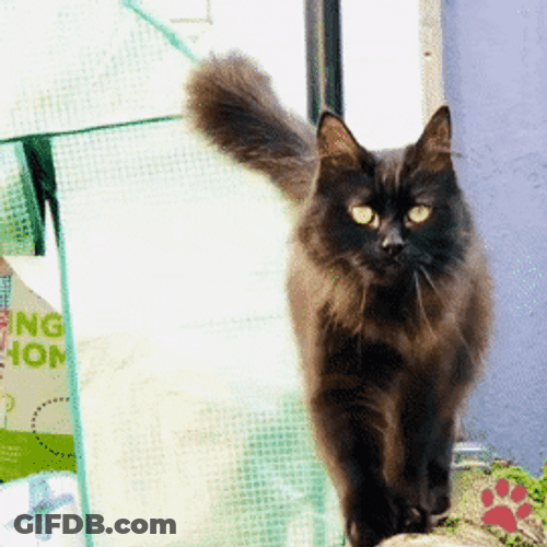Black Cat Kiki Walking GIF