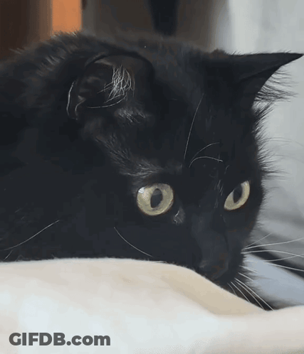 Black Cat Laying GIF