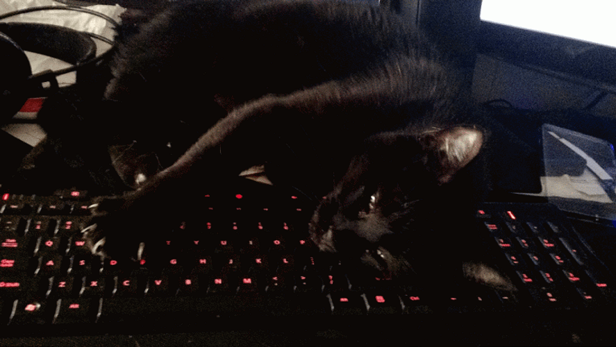 Black Cat Laying Down Computer GIF