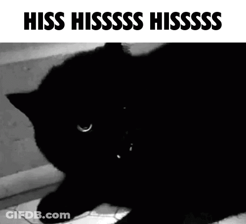 Black Cat Laying Down Mouth Open Hiss Hissss Hissss GIF