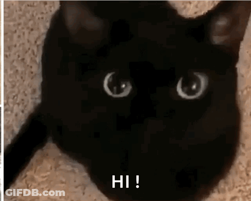 Black Cat Laying Down Saying Hi GIF