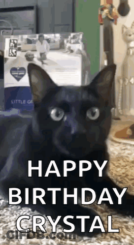 Black Cat Laying In Front Of Cat Food Box GIF