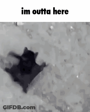 Black Cat Laying In Snow Saying Im Outta Here GIF