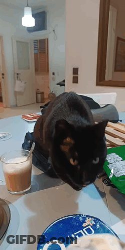 Black Cat Laying Next To Coffee And Yogurt GIF