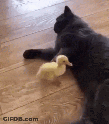 Black Cat Laying Next To Yellow Duck GIF