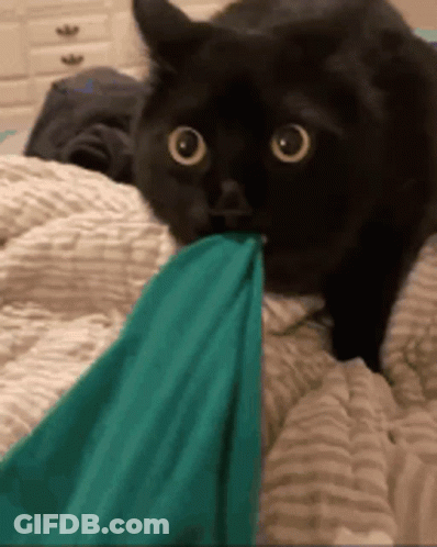 Black Cat Laying On Bed Chewing Green Cloth GIF