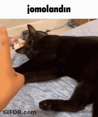 Black Cat Laying On Bed Next To Foot With Jomolandin Above GIF