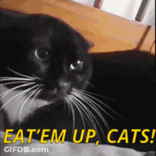 Black Cat Laying On Bed Saying Eat Em Up Cats GIF