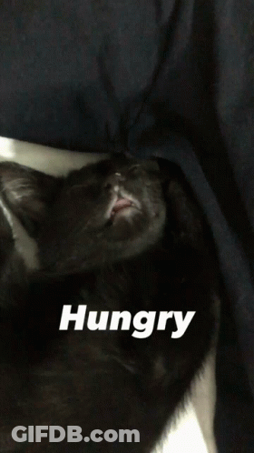 Black Cat Laying On Bed Saying Hungry GIF