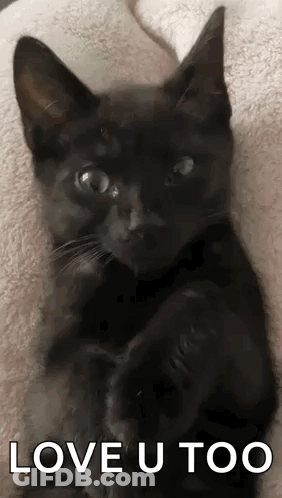 Black Cat Laying On Bed Saying Love U Too GIF