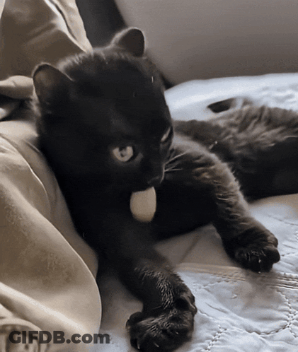 Black Cat Laying On Bed With White Ball In Mouth GIF