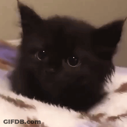 Black Cat Laying On Bed GIF