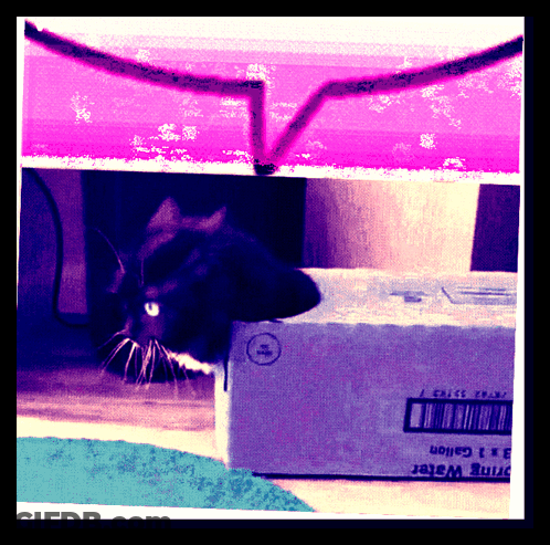 Black Cat Laying On Box Saying Drink Water GIF