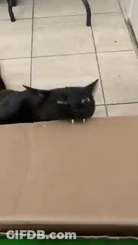 Black Cat Laying On Cardboard Box GIF