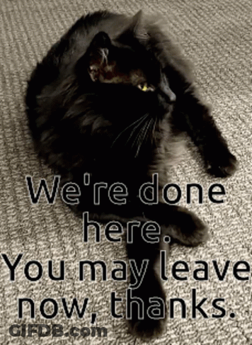 Black Cat Laying On Carpet Saying We're Done Here You May Leave Now Thanks GIF