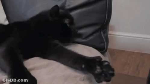Black Cat Laying On Couch With Paws Extended GIF