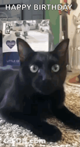 Black Cat Laying On Floor Saying Happy Birthday GIF