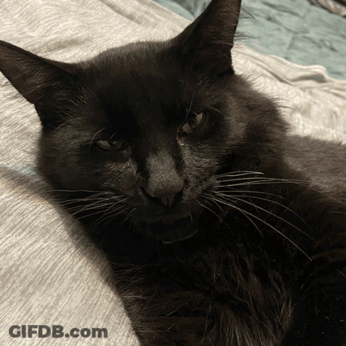 Black Cat Laying On Gray Blanket GIF