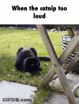 Black Cat Laying On Its Back In Grass GIF