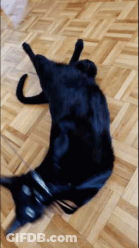 Black Cat Laying On Its Back GIF
