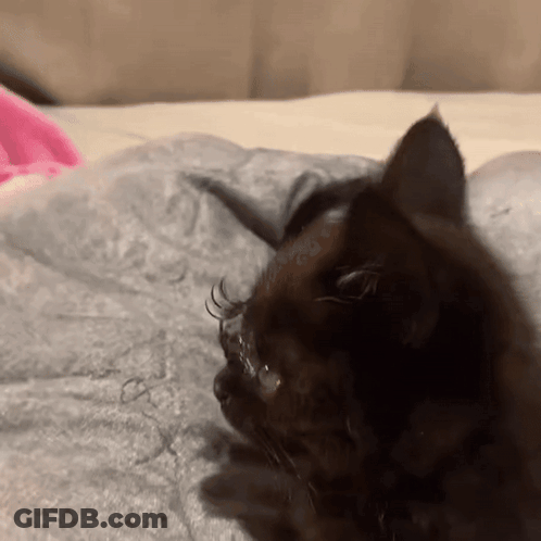 Black Cat Laying On Pink Blanket GIF